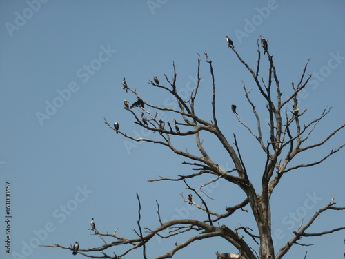 tree of birds