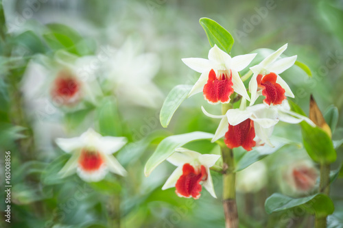 Photos white orchids. (Dendrobrium cruentum)