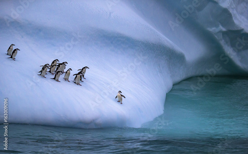 The colony of penguins approaches the water. One penguin stands on the slope of the iceberg near the water. Andreev.