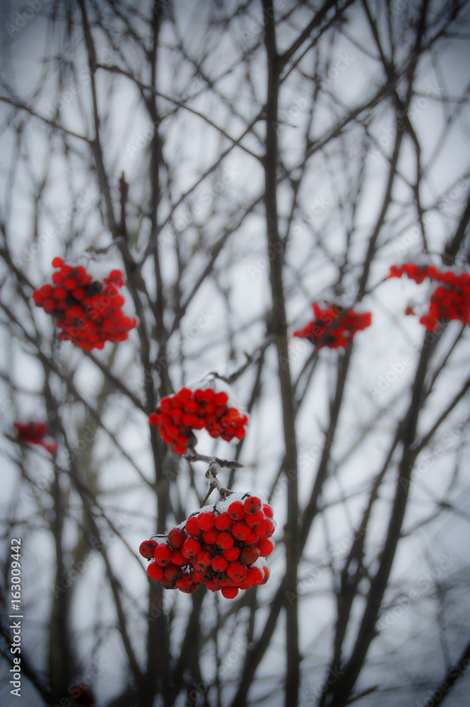 Beautiful winter specific photo. Frozen rowan-berry at wintertime. Photo with beautiful forest in the background and great lights.