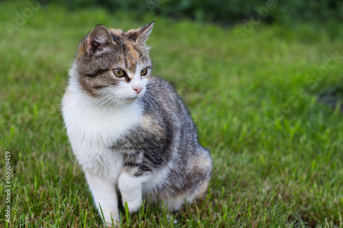 Three-colored cat in the lawn