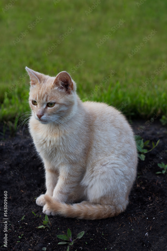 Ginger cat sits on the ground.