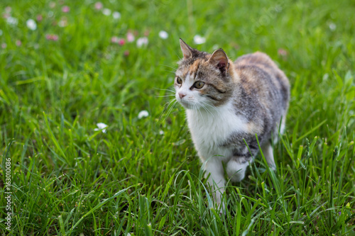 Cat is walking on the meadow