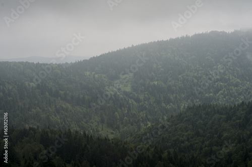 Forest in Fog - mountain in Poland 