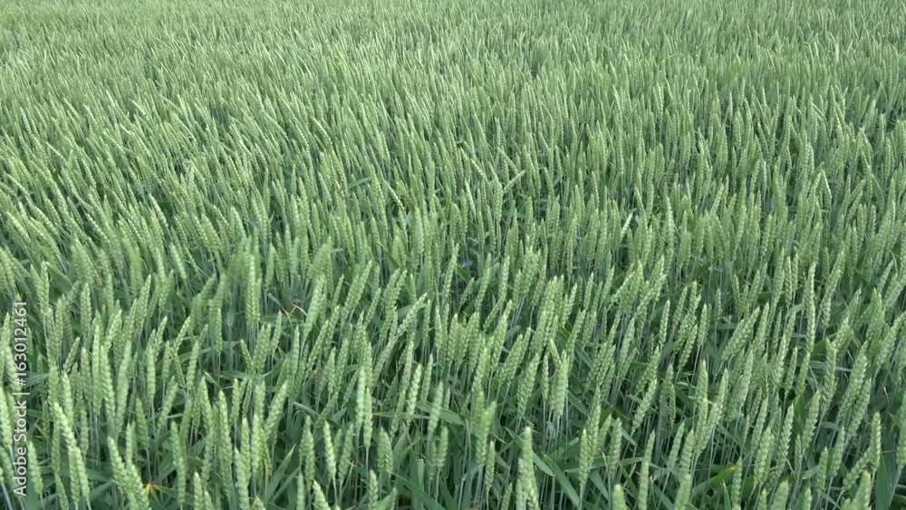 Wind in green young fresh wheat field, agriculture background Wind in green young fresh wheat field, agriculture background