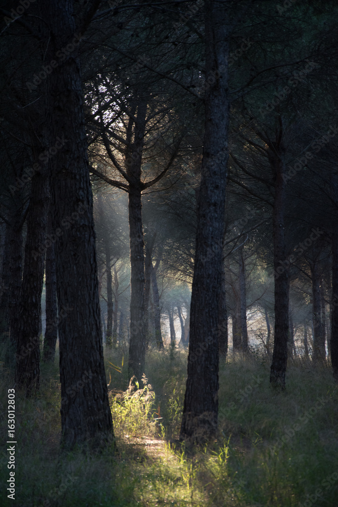 Fototapeta premium Espacio Alfranca Zaragoza Spain
