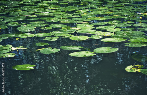 Beautiful summer season specific photograph. Water lilies/water lily blossoms that bloom in the summer and cover large parts of a lake. Beautiful green colors together with great water reflexions. © Jenny