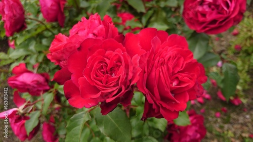 バラ roses