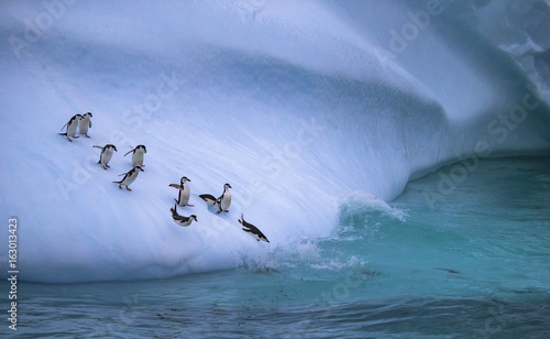 The group of penguins is rolling down the icy slope into the water. Andreev.