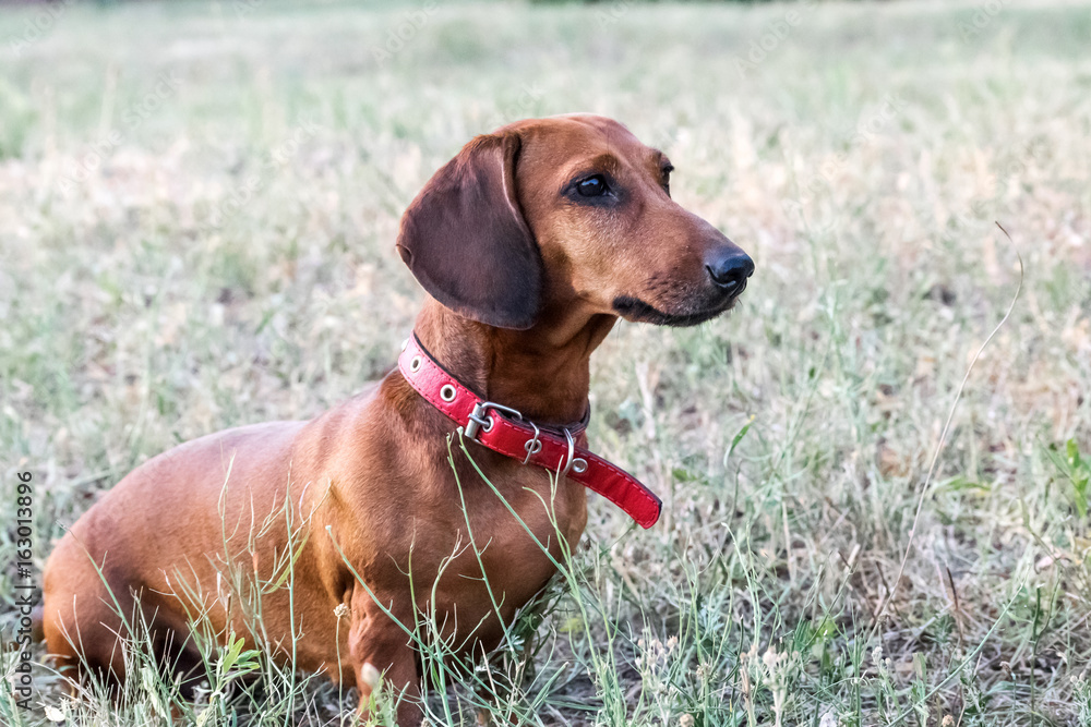 A hunting dachshund dog sitting on a glade in summer