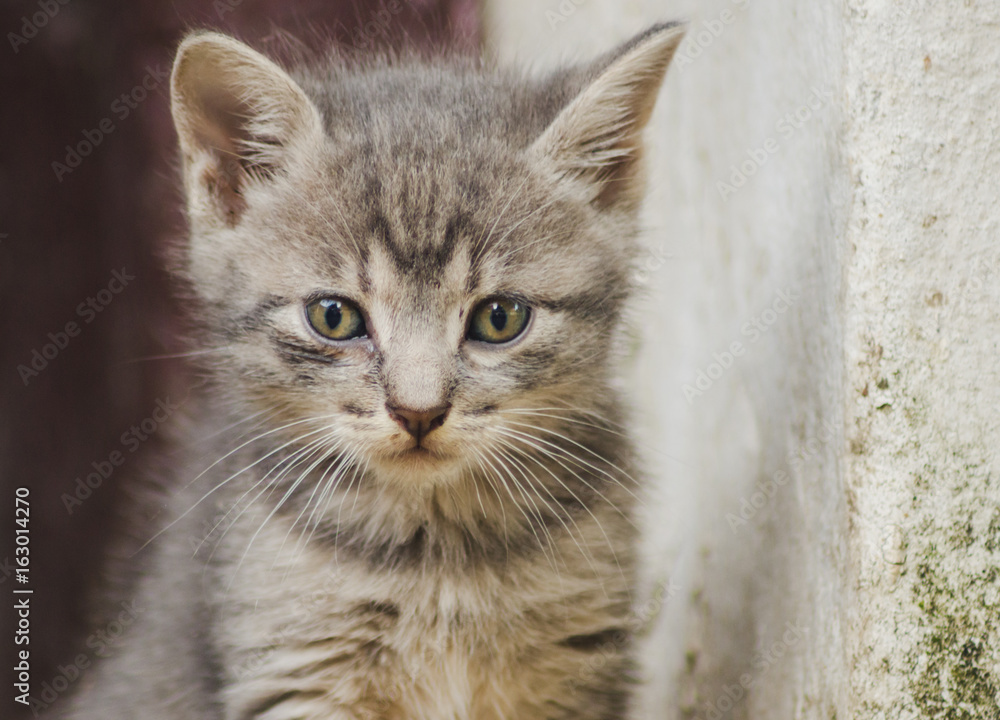 Portrait of a cute kitten