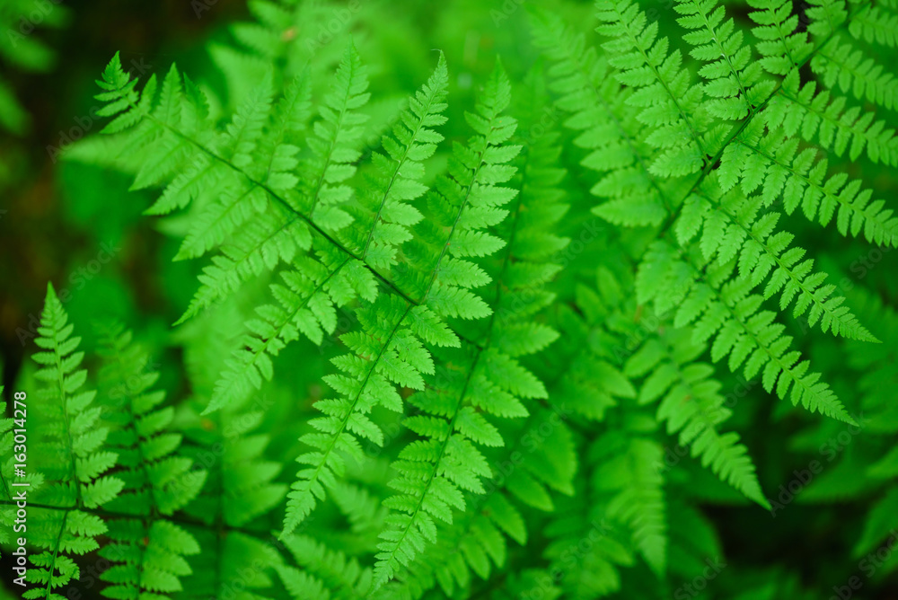 forest fern forest fern