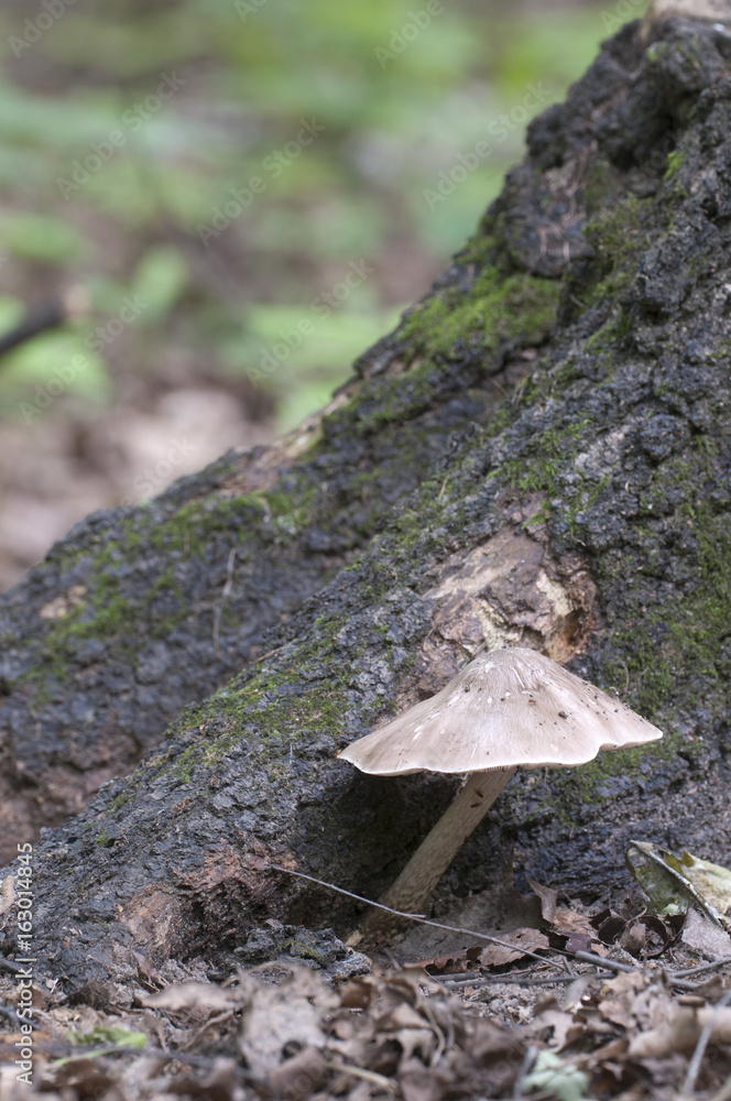 Fototapeta premium Deer Mushroom (Pluteus cervinus)