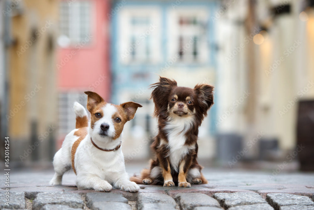 jack russell terrier and chihuahua posing together - obrazy, fototapety, plakaty 