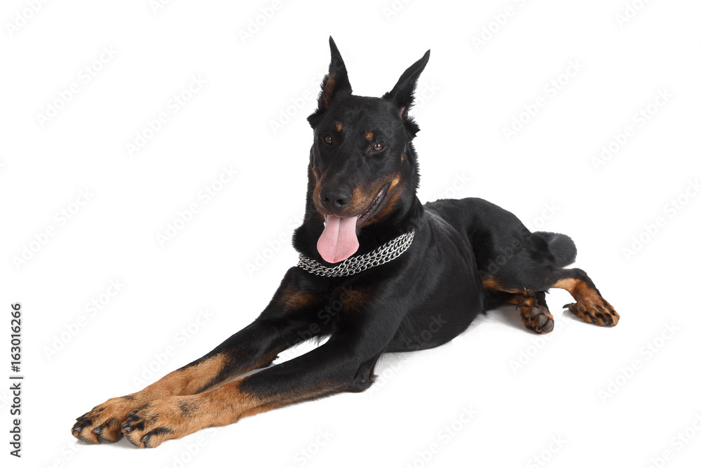 Fotografie French shepherd dog isolated on white background