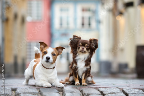 jack russell terrier and chihuahua posing together