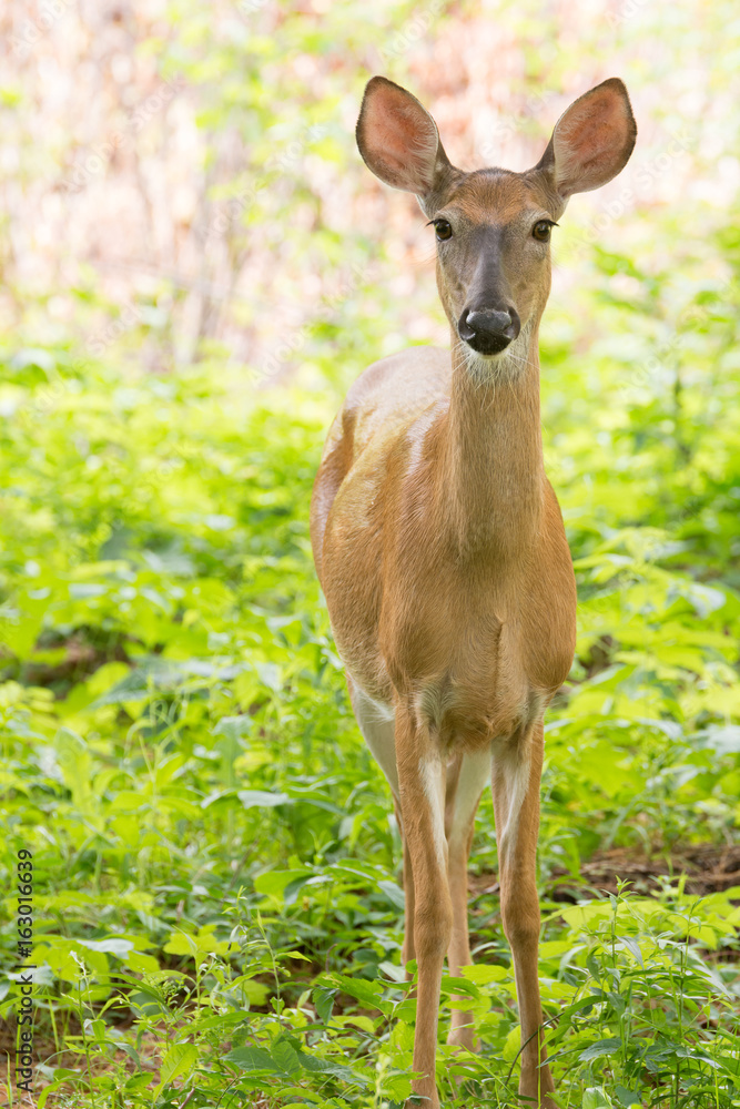 A doe stares at the camera in a clearing A doe stares at the camera in a clearing