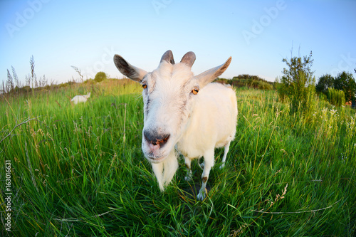 Goat in a green field.Funny Goat Photo shoot