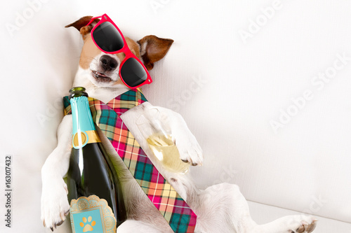 drunk hangover  dog photo