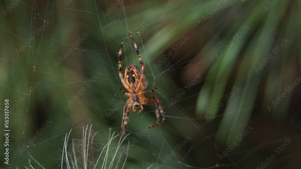 Small orange spider on green background Small orange spider on green background