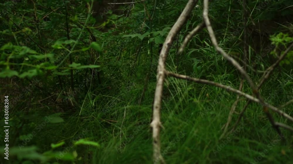 Movement of the camera through the thicket of the forest. Slow motion Movement of the camera through the thicket of the forest. Slow motion