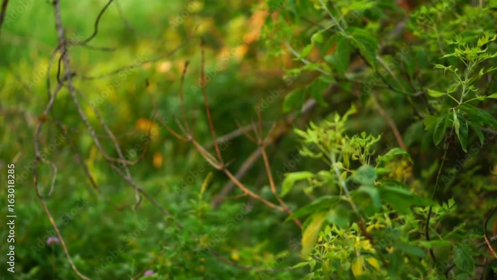 Movement of the camera through the thicket of the forest. Slow motion Movement of the camera through the thicket of the forest. Slow motion