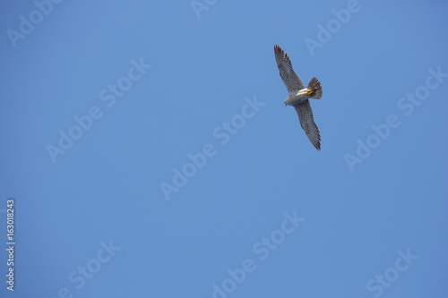 Amur falcon passing over head at low altitude