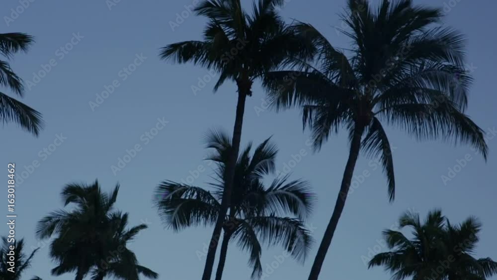 High Angle Wide Shot Of Palm Trees Swaying Gently In Breeze High Angle Wide Shot Of Palm Trees Swaying Gently In Breeze