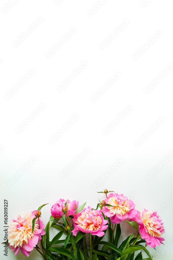 Pink peonies on white background
