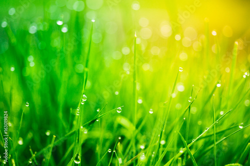 Dew drops on bright green grass