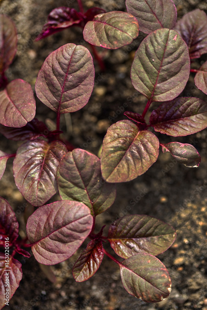 Fototapeta premium amaranth leaves