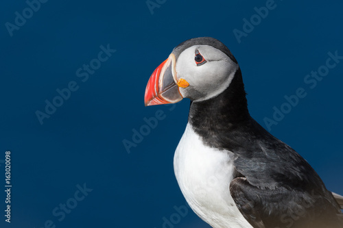Puffin isolated on a beautiful day in North Iceland © Tabor Chichakly