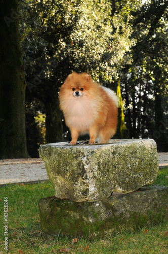 Portrait of pomeranian dog photo