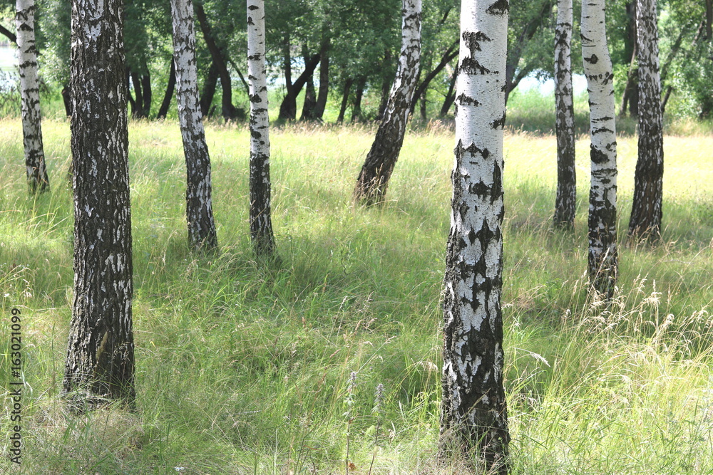 Naklejka premium Beautiful white birches in summer in birch grove