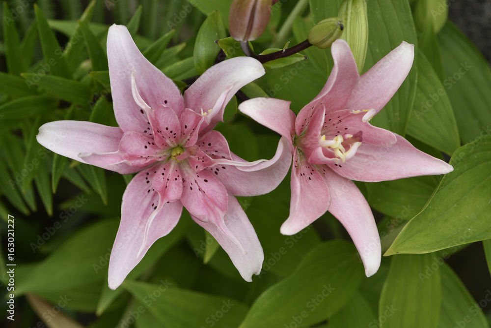 Fototapeta premium Lilium x / Lis asiatique double Elody