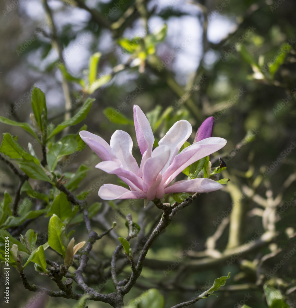 Kwitnąca magnolia Kwitnąca magnolia