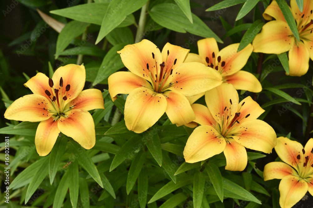 Lilium x / Lis oriental 'Golden Joy' Lilium x / Lis oriental 'Golden Joy'