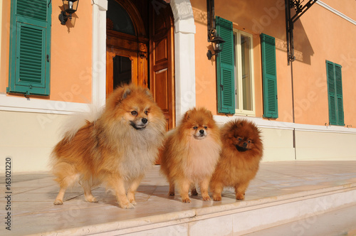 Portrait of three pomeranian dogs photo