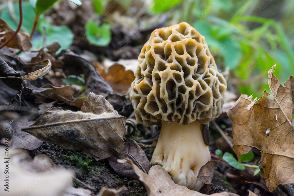 Speisemorchel (Morchella esculenta)_03 Speisemorchel (Morchella esculenta)_03