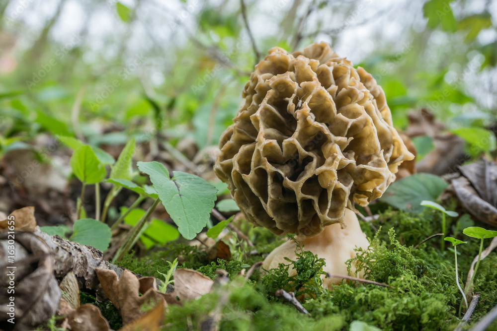 Speisemorchel (Morchella esculenta)_04 Speisemorchel (Morchella esculenta)_04