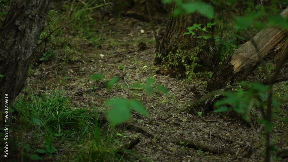 Movement of the camera through the thicket of the forest. Slow motion Movement of the camera through the thicket of the forest. Slow motion