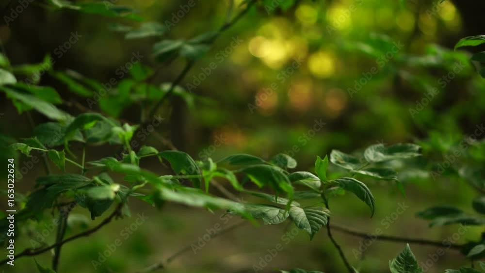 The leaves of the tree are swaying in the wind. Slow motion The leaves of the tree are swaying in the wind. Slow motion