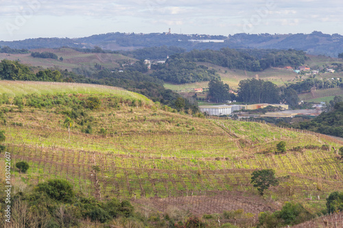 Vineyards in winter, Vale dos Vinhedos valley © lisandrotrarbach
