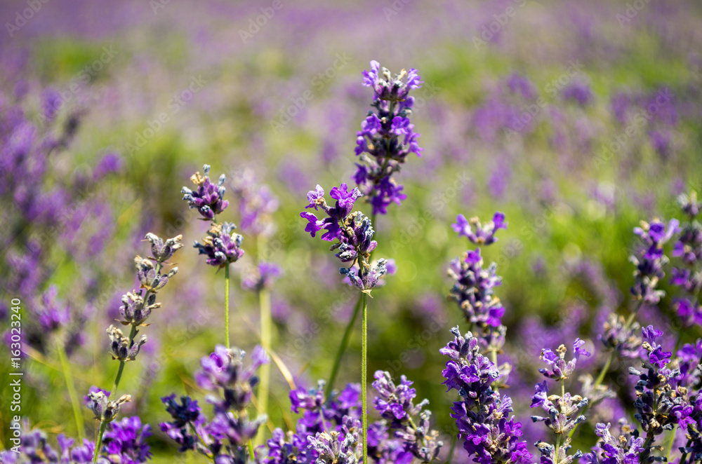 Naklejka premium Flowers of lavender