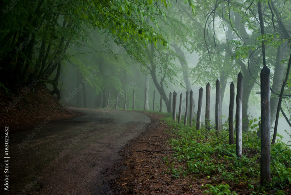 Fototapeta premium Górska droga w mglistym lesie