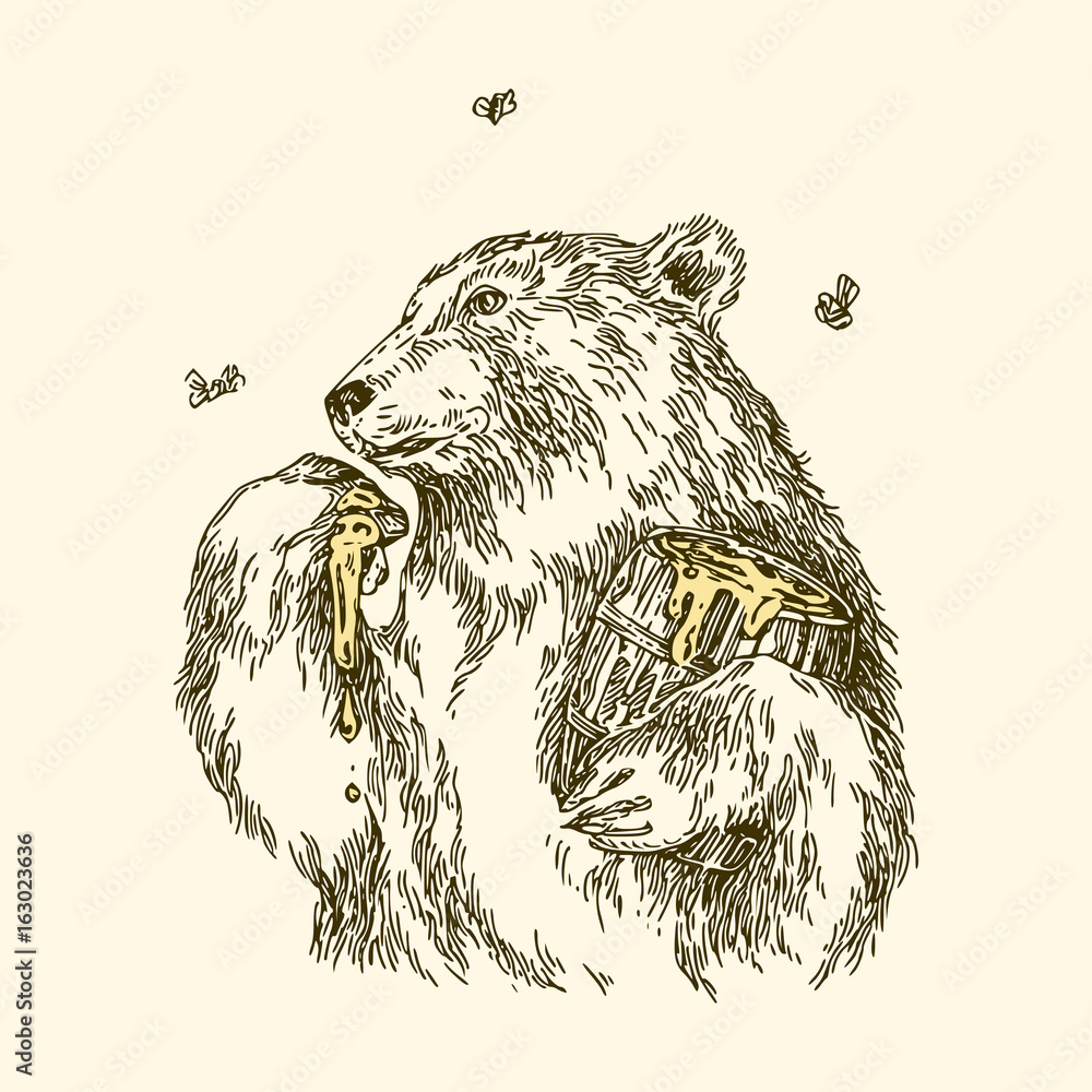 Fototapeta premium Niedźwiedź zjada miodową łapę. Niedźwiedź zjada miodową łapę. Zabytkowy styl. Ilustracji wektorowych.