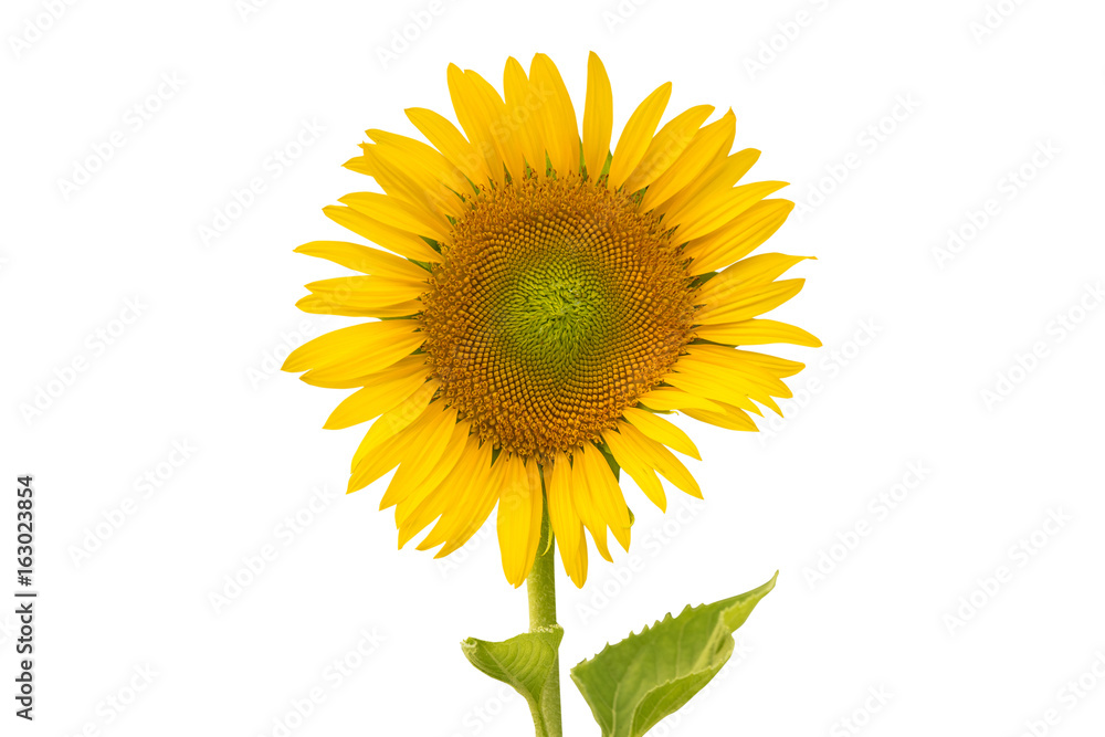 Fototapeta premium Sunflower isolated on white background (flower)