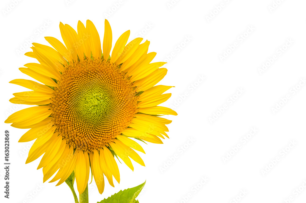Sunflower isolated on a white background Sunflower isolated on a white background