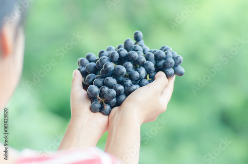 Woman holding red grape in hand,Grape harvest,Healthy fruit