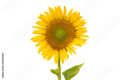 Sunflower isolated on white background (flower)